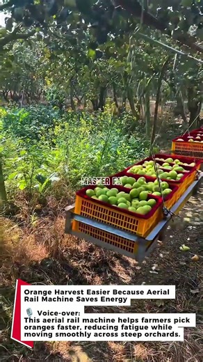Orange Harvest Easier Because Aerial Rail Machine Saves Energy #orange #harvest #farming