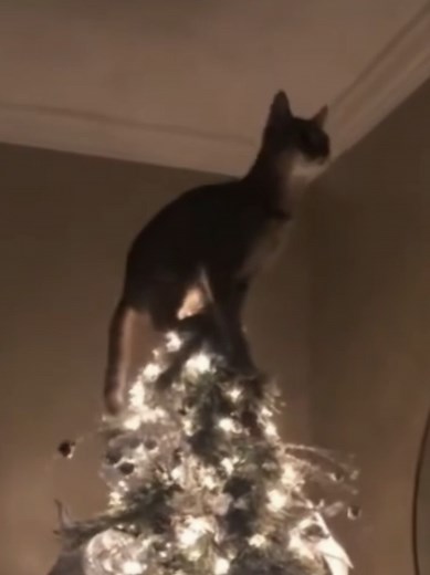 Celebrating New Year's with Humorous Cats