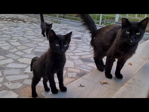 I've never seen so many cute black cats together before.