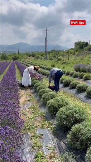 Лавандовые поля в Сагурамо!🇬🇪🪻 #georgia #nature #visitgeorgia #viral ##ytshorts ##trending #foryou