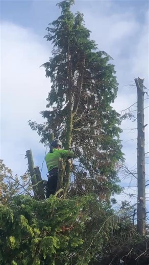Still topping conifers on a Sunday give us a like please thanks 🌲🌲 | Ultimate Tree & Garden Services