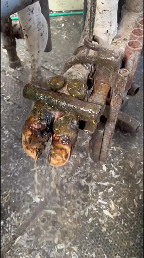 1.9M views · 6.6K reactions | cow's hoof ulcer #hoof #cows #veterinary #doctor #farm #farming #fermers #farming #calf #bull #animals #treatment #machine | Your farm | Facebook