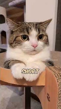 All you need to know about Munchkin Cats