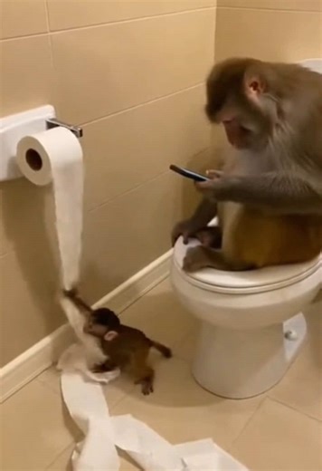 Monkey Chaos with Toilet Paper: A Funny Moment