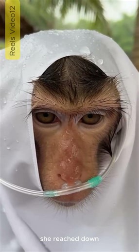 Mom Secretly Hiding to Giving Birth