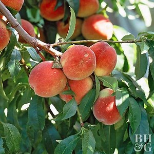 30 Facts About Plants You Didn't Know Until Now
