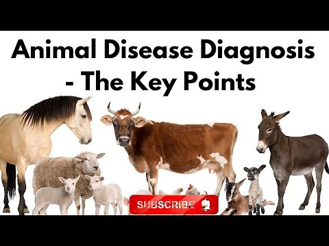 Animal Disease Diagnosis - The Key Points You'll NEVER Forget!