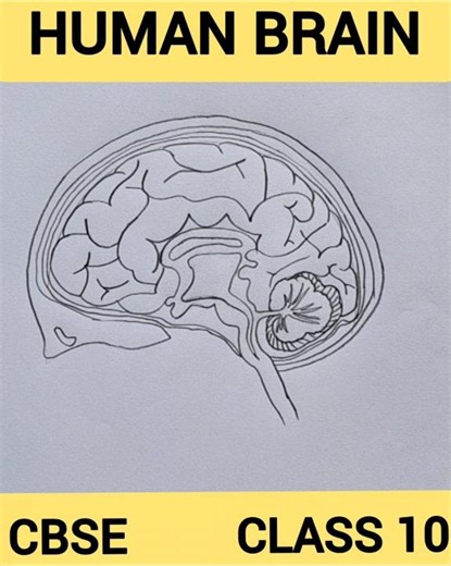 How to draw human brain easily / class 10 science CBSE / Brain diagram