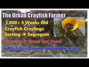 1K Plus Crayfish Craylings Sorting Segregation and Transfer │ Nursery to Grow Out Pond │ 6 Mistakes