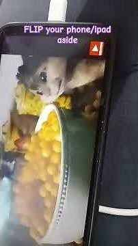 Alvin and the chipmunks full movie | [Title:Alvin and the chipmunks Quadrilogy(2007-2015) Movie Clip