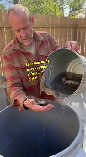 Effective Strategies for Catching Mice Quickly