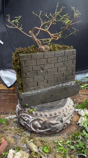 Mastering the Art of Bonsai: Tips and Techniques for Bonsai Enthusiasts