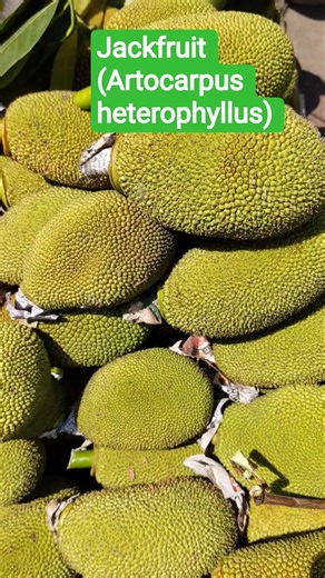 Jackfruit(Artocarpus heterophyllus) ‪@biologywalesir‬ #jackfruit #kathal #artocarpus #moracea #bsc