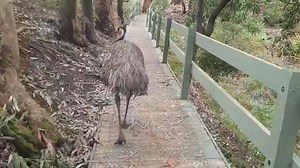There are 5 distinct habitats at Warrawong Wildlife Sanctuary: Wetland; Grassland; Scrubland; Tall Timber Forest; and Rainforest. Our boardwalks offer great access for almost everyone. | Warrawong Wildlife Sanctuary