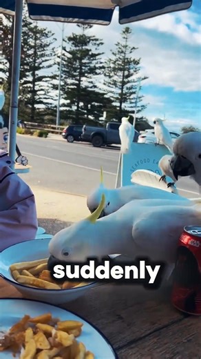 The cockatoo family feast 🦜🍟 | Animal rescue house