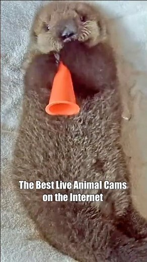 The Best Live Animal Cams on the Internet 🦭