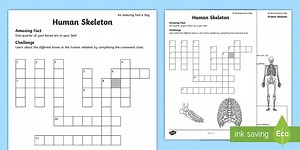 Human Skeleton Crossword