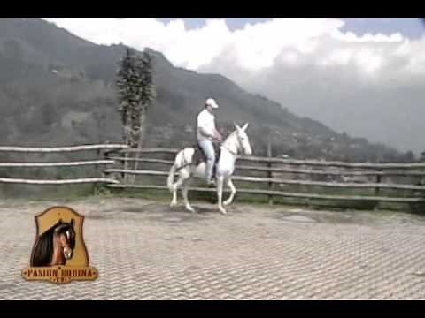 Burros y Caballos pintos en Pasión Equina TV