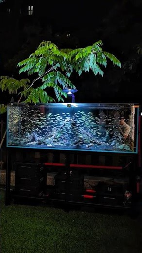 Happy schooling fish Costae Tetra #aquariums#aquariumhobby #aquaticlife #lambari #ornamentalfish