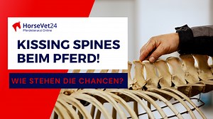 Kissing Spines beim Pferd: Ursachen, Erkennen, Therapie - HorseVet24