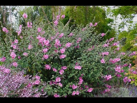 Lavatera x clementii 'Rosea' - Tree Mallow