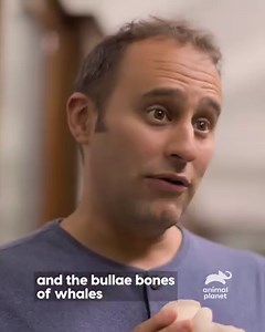 What if we told you whales once walked on land? 🐳 📺 Lost Beasts Unearthed: Mondays at 8PM on Animal Planet Southeast Asia | Animal Planet Southeast Asia