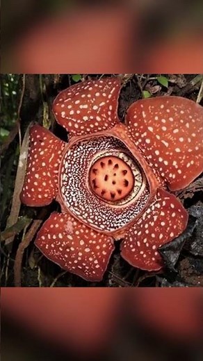 What Happens When You Touch the Corpse Lily?