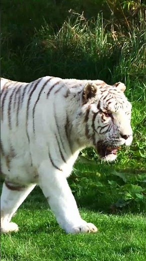 Majestic & Rare! The Stunning Beauty of White Tigers! #tiger #whitetiger #wildlife