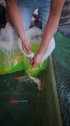 Completed a new koi pond at Virudhunagar with SUMI - 15 RDF & imported🇮🇳🇯🇵 koi. ☎️ @ +91 7397224998