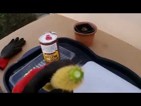 How to take and root Cactus cuttings and save a cactus from rot