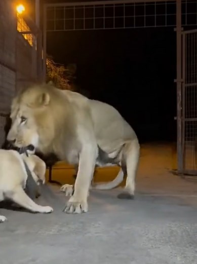 Lion Attack Caught on CCTV: Shocking Moments