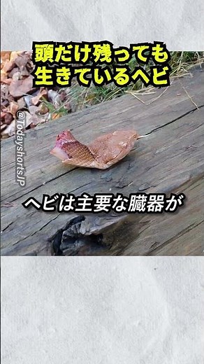 A snake that's still alive even if only its head remains