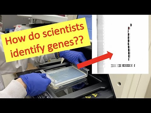 Gel Electrophoresis and PCR (My Procedure)