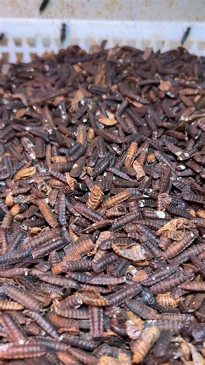 Watch the flies emerge from pupae shells: they look kind of larva-like at first. But then they hang out on a vertical surface until their wings dry. Even flies have that awkward stage | Full Circle Bioconversion LLC