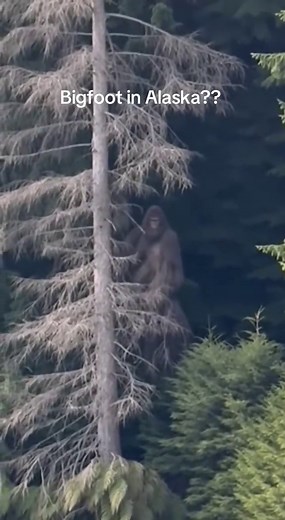 This Bigfoot footage is so creepy you won’t believe it 😱 #scary #bigfoot #alaska #sasquatch #wildlife
