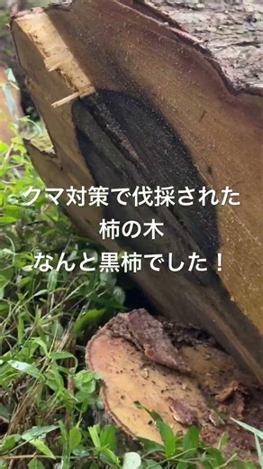 クマ対策で伐採された柿の木が、黒柿だった！