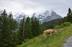 Day 10: Hiking in the Swiss Alps