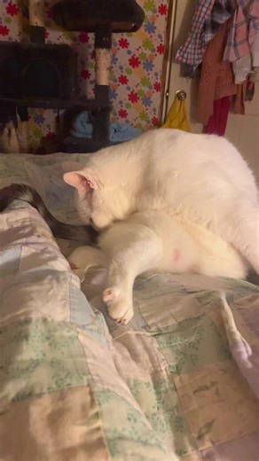 Stewie, Fatty & Aunt Ruby (@stewiekitten)’s videos with A dangerous profession - PBS Nature