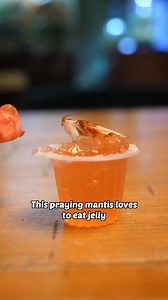 This praying mantis loves to eat jelly | Worcester Terrariums