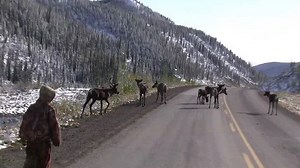 If you start em off teaching them #howtohunt with the basics , (feet, hands and teeth), they soon figure out they need to step up their game and learn new skills. After a few blow stalks, they seem to get more focussed and learn way quicker !! Caution, do not use these teaching tactics with bears 😉. 🤣🤣 #hunting #raisingthemright #kidsthathunt #northernkids #alaskahighway #cariboucrossing #bchunting #huntingbc #funnyaf | Proguide66, Steve Isdahl