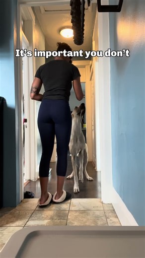 It's Important You Take a Chance - Great Dane Rescue