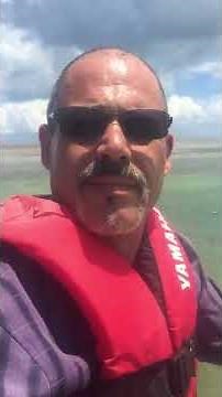 Atlantic goliath grouper eaten by great white shark