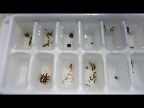 Aquatic Insects of the Middle River