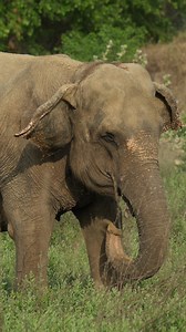 7.5K views · 691 reactions | We all know the elephant's trunk is a nose, but did you also know that it doubles up as a hand and is extremely sensitive to sounds and vibrations? This #TrunkUpTuesday, watch this video to learn some other fascinating facts about elephant trunks! | Wildlife SOS | Facebook