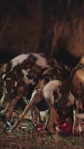 African Painted Dogs Are Disappearing... #africanwilddogs #wilddogs #wildlife