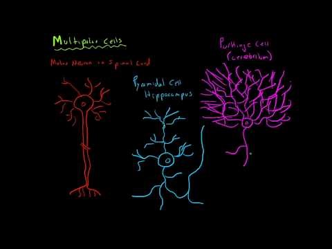 Anatomy of a Neuron: Multipolar Cells