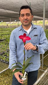 Enjoying this wonderful hybrid Phragmipedium Pepe Portilla #phragmipediumpepeportilla it’s a hybrid between #phragmipediumyelvamyhre x #phragmipediumkovachii | Ecuagenera Orquideas Del Ecuador