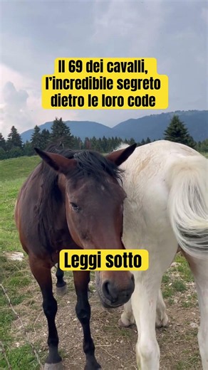 Il "69" dei cavalli: l'incredibile segreto delle loro code! 🐴🪰