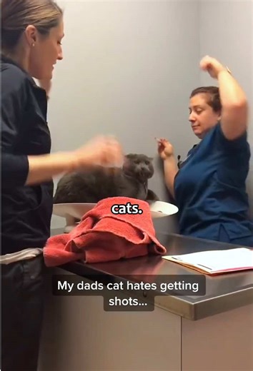 Why Cats Dislike Vets: Funny Insights