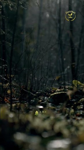 Dark Forest, Flowing River ,Wind Blowing with Nature Sounds 🌲🌊 #naturelovers #nature